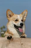 CORGI PEMBROKE 1091